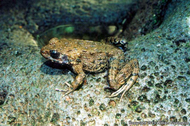 Japanese Wrinkled Frog (Glandirana rugosa)
