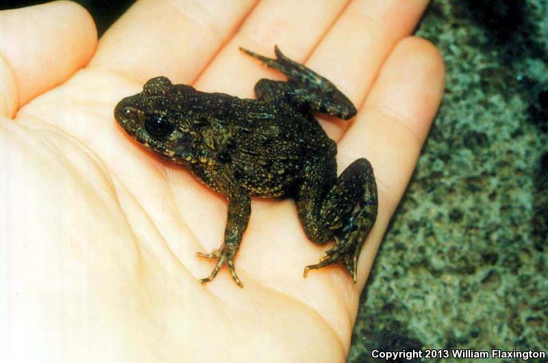 Japanese Wrinkled Frog (Glandirana rugosa)