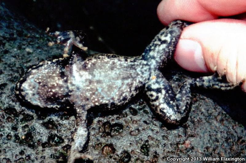 Japanese Wrinkled Frog (Glandirana rugosa)