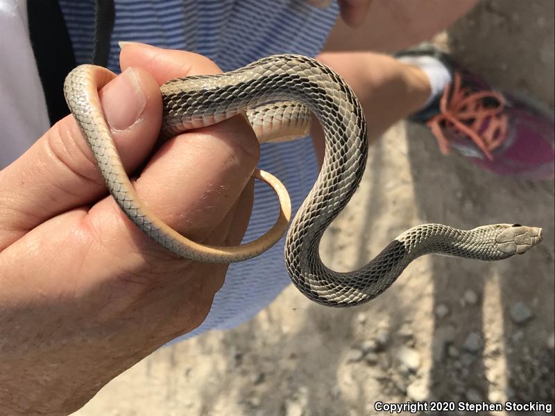 Mojave Patch-nosed Snake (Salvadora hexalepis mojavensis)