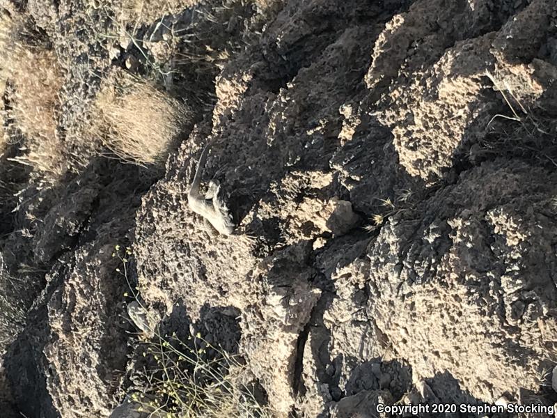 Common Chuckwalla (Sauromalus ater)