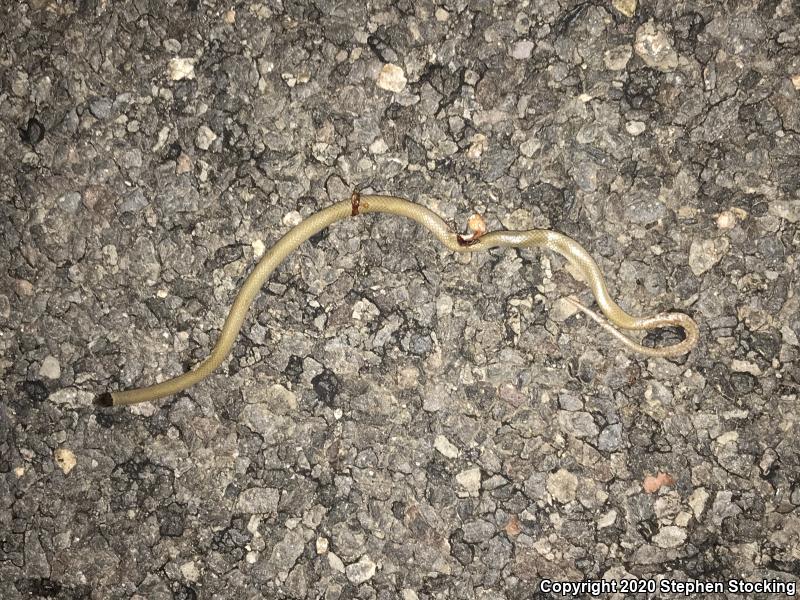 Smith's Black-headed Snake (Tantilla hobartsmithi)