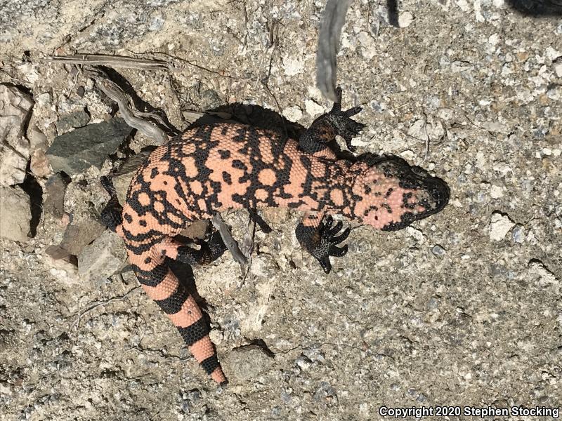 Banded Gila Monster (Heloderma suspectum cinctum)