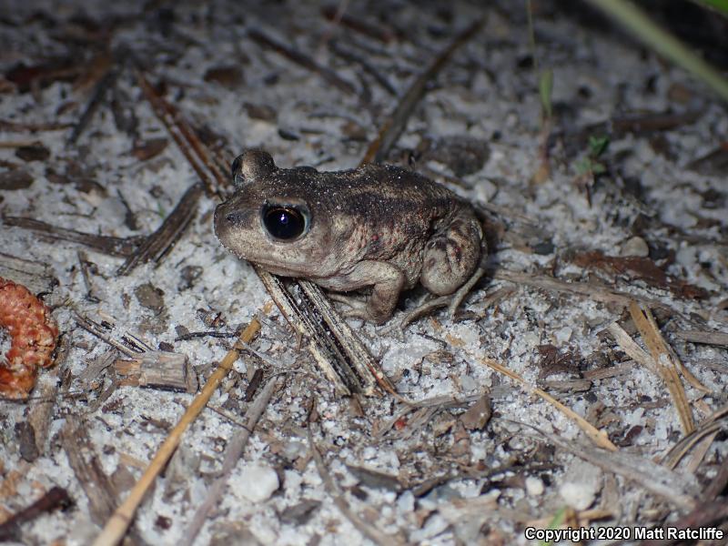 Eastern Spadefoot (Scaphiopus holbrookii)