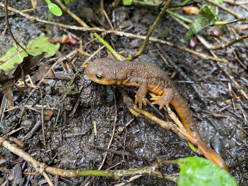 Rough-skinned Newt (Taricha granulosa)