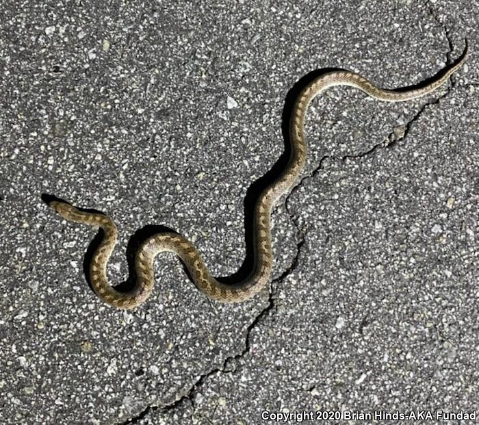 California Glossy Snake (Arizona elegans occidentalis)