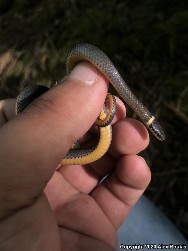 Northern Ring-necked Snake (Diadophis punctatus edwardsii)