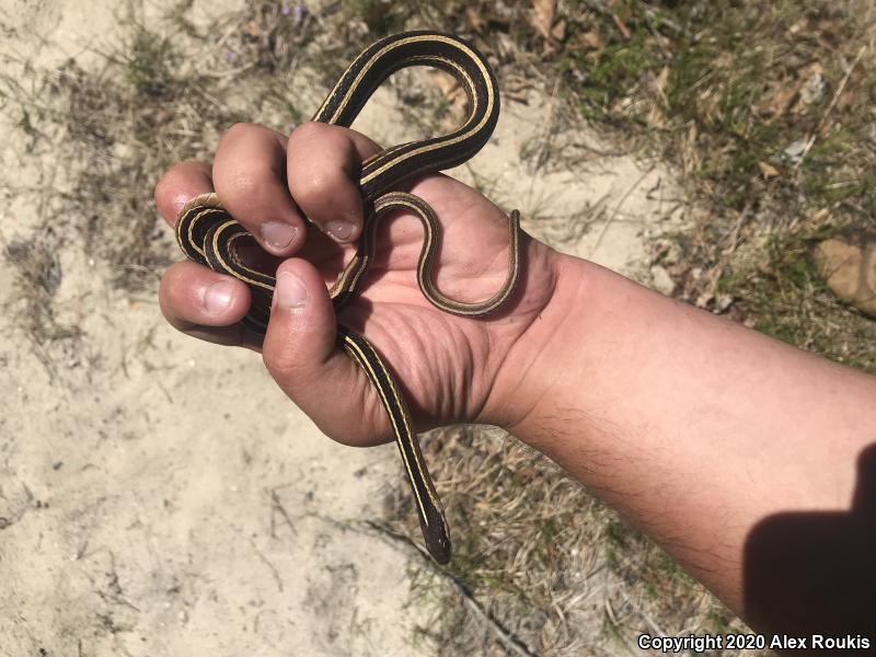 Eastern Ribbonsnake (Thamnophis sauritus sauritus)