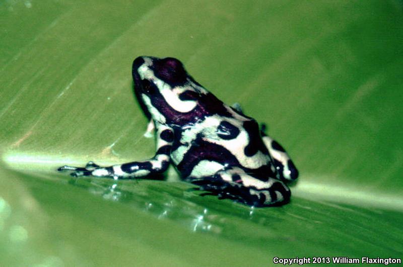 Green And Black Poison Frog (Dendrobates auratus)