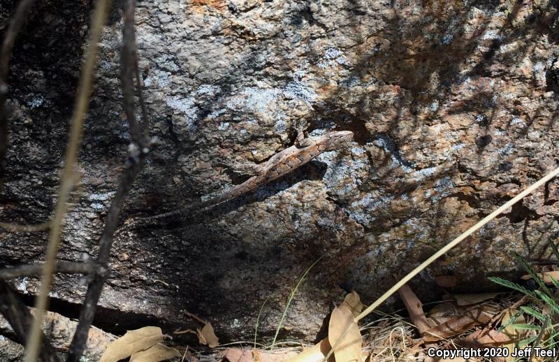 Ornate Tree Lizard (Urosaurus ornatus)