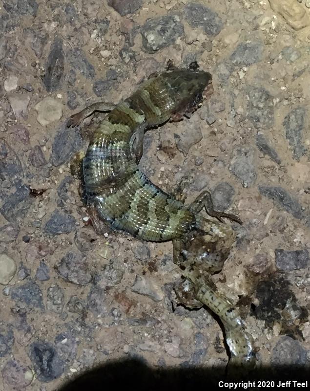 Madrean Alligator Lizard (Elgaria kingii)