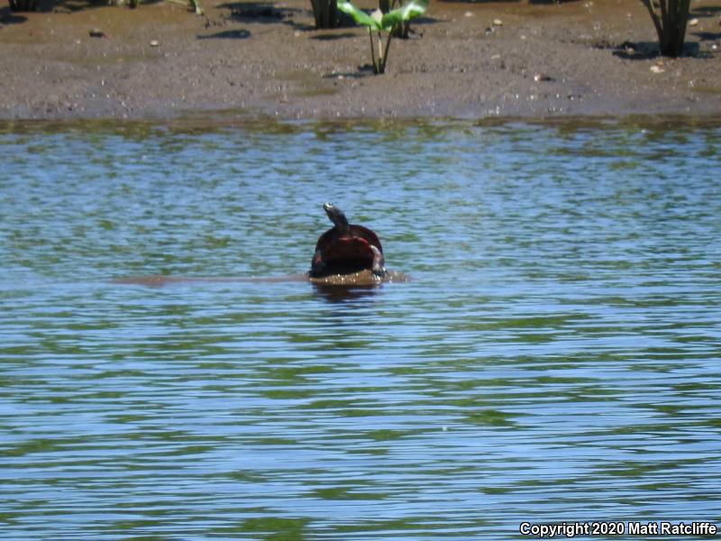 Northern Red-bellied Cooter (Pseudemys rubriventris)