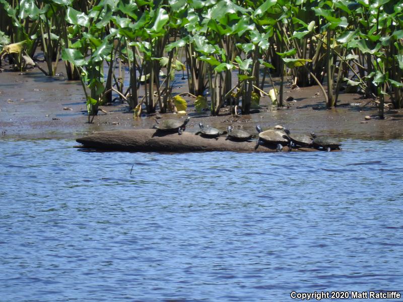 Northern Red-bellied Cooter (Pseudemys rubriventris)