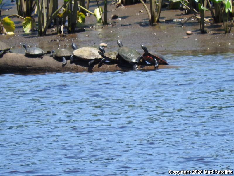 Northern Red-bellied Cooter (Pseudemys rubriventris)