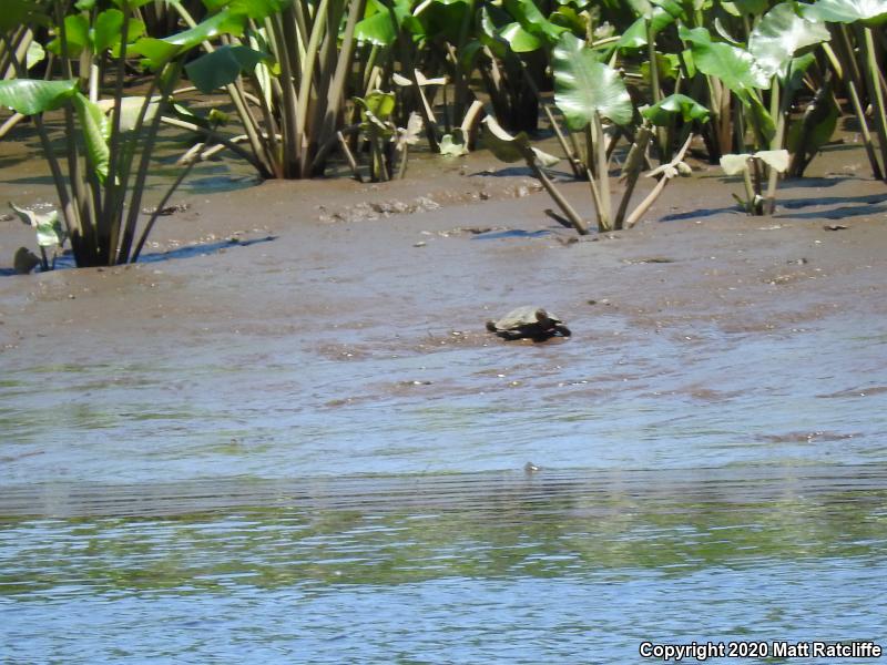 Northern Red-bellied Cooter (Pseudemys rubriventris)