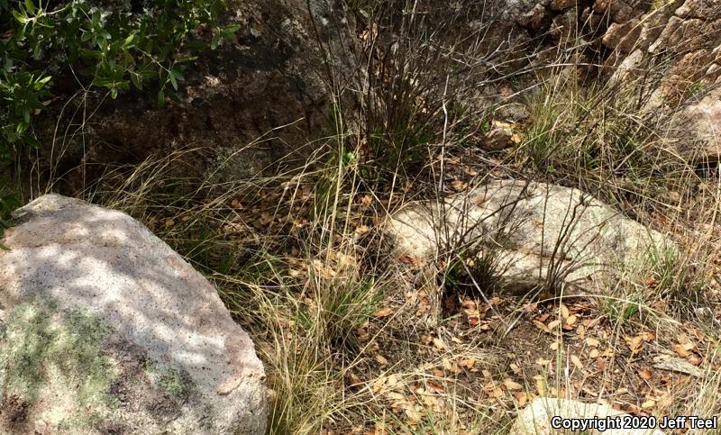 Sonoran Spotted Whiptail (Aspidoscelis sonorae)