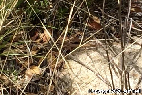 Sonoran Spotted Whiptail (Aspidoscelis sonorae)