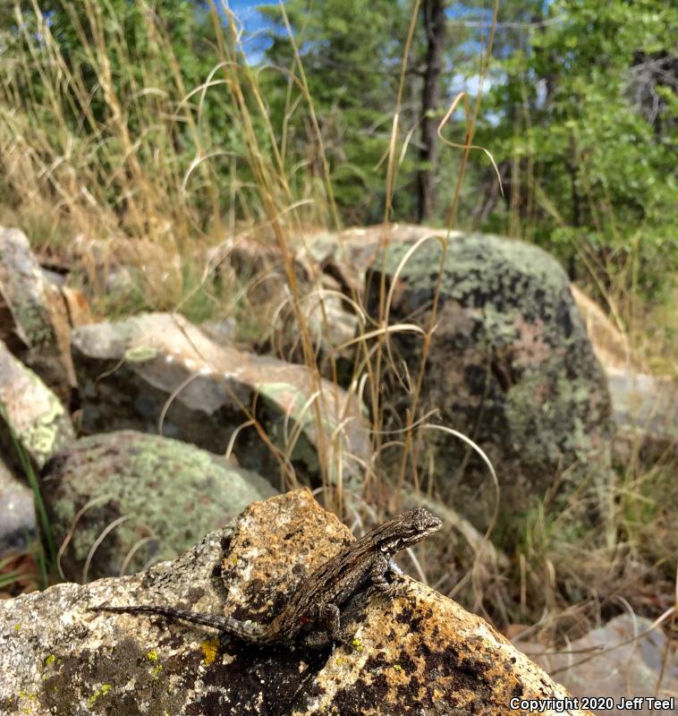 Ornate Tree Lizard (Urosaurus ornatus)