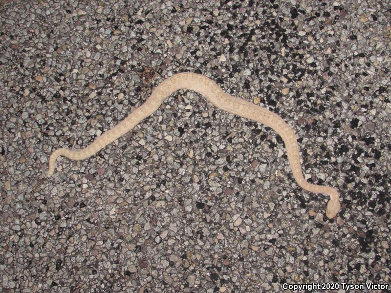 Midget Faded Rattlesnake (Crotalus oreganus concolor)