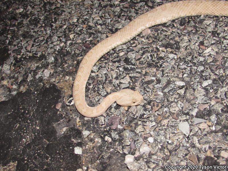 Midget Faded Rattlesnake (Crotalus oreganus concolor)