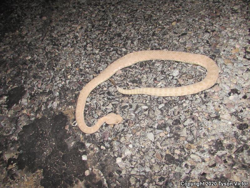 Midget Faded Rattlesnake (Crotalus oreganus concolor)