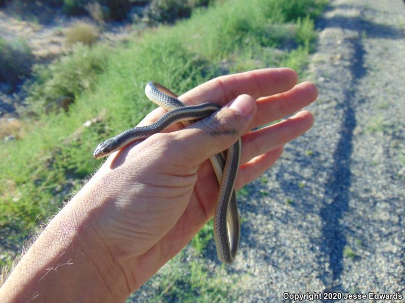 Coast Patch-nosed Snake (Salvadora hexalepis virgultea)