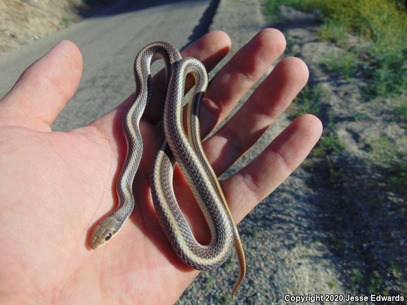 Coast Patch-nosed Snake (Salvadora hexalepis virgultea)