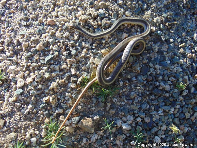 Coast Patch-nosed Snake (Salvadora hexalepis virgultea)