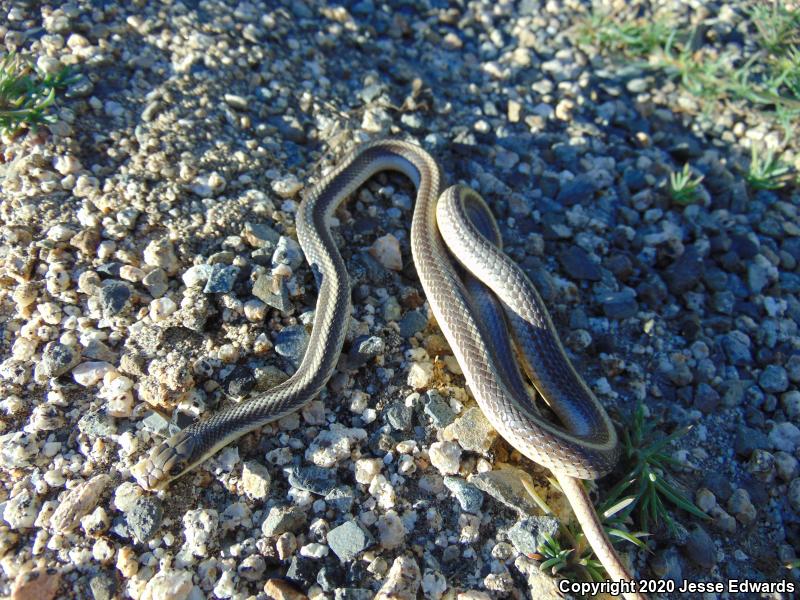 Coast Patch-nosed Snake (Salvadora hexalepis virgultea)