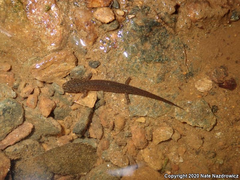 Northern Red Salamander (Pseudotriton ruber ruber)