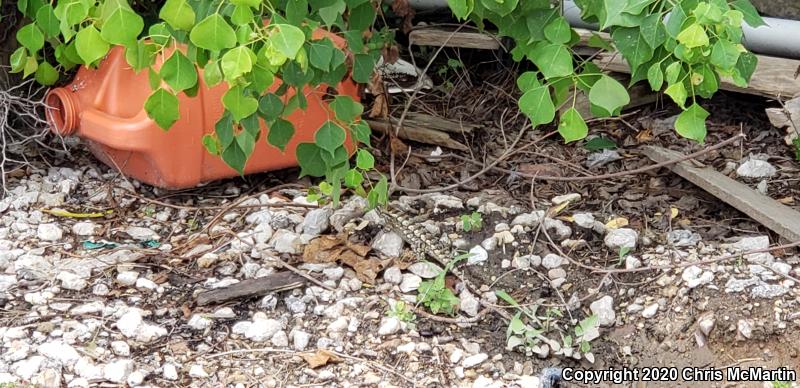 Texas Spiny Lizard (Sceloporus olivaceus)