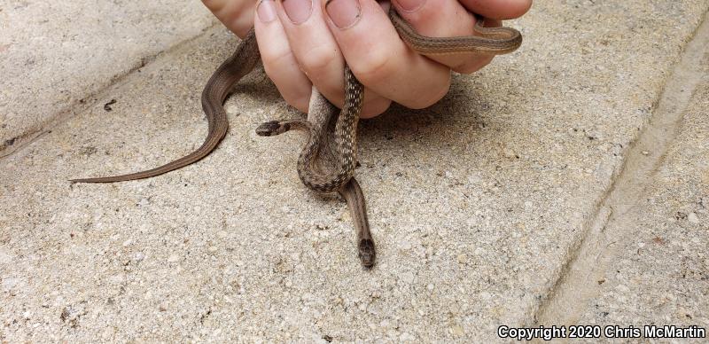 Texas Brownsnake (Storeria dekayi texana)