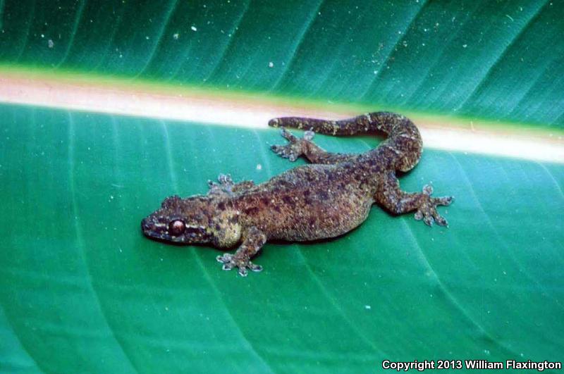 Mutilating Gecko (Gehyra mutilata)