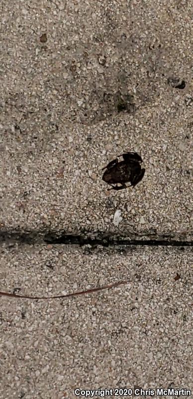 Rio Grande Chirping Frog (Eleutherodactylus cystignathoides campi)