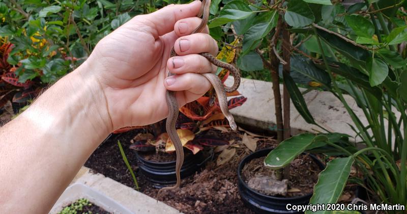 Texas Brownsnake (Storeria dekayi texana)