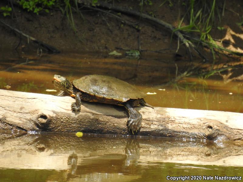 Northern Map Turtle (Graptemys geographica)