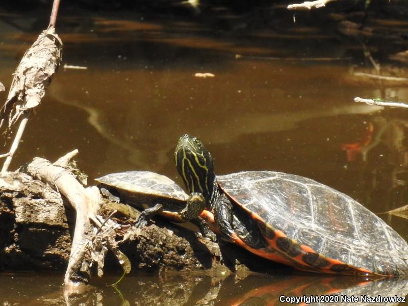 Northern Red-bellied Cooter (Pseudemys rubriventris)