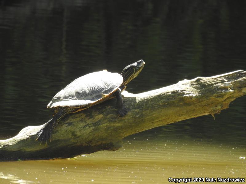 Northern Map Turtle (Graptemys geographica)