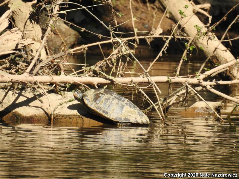 Northern Map Turtle (Graptemys geographica)