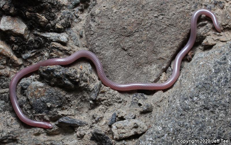 Desert Threadsnake (Leptotyphlops humilis cahuilae)