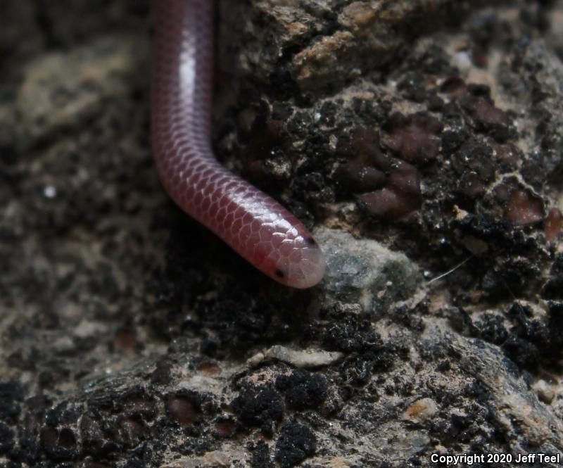 Desert Threadsnake (Leptotyphlops humilis cahuilae)