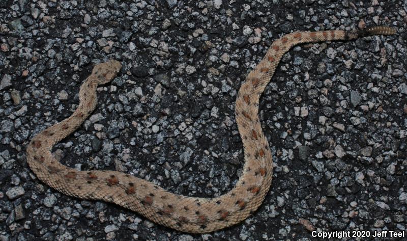 Colorado Desert Sidewinder (Crotalus cerastes laterorepens)