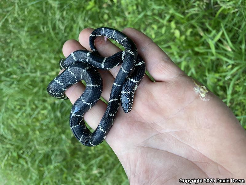 Eastern Kingsnake (Lampropeltis getula getula)