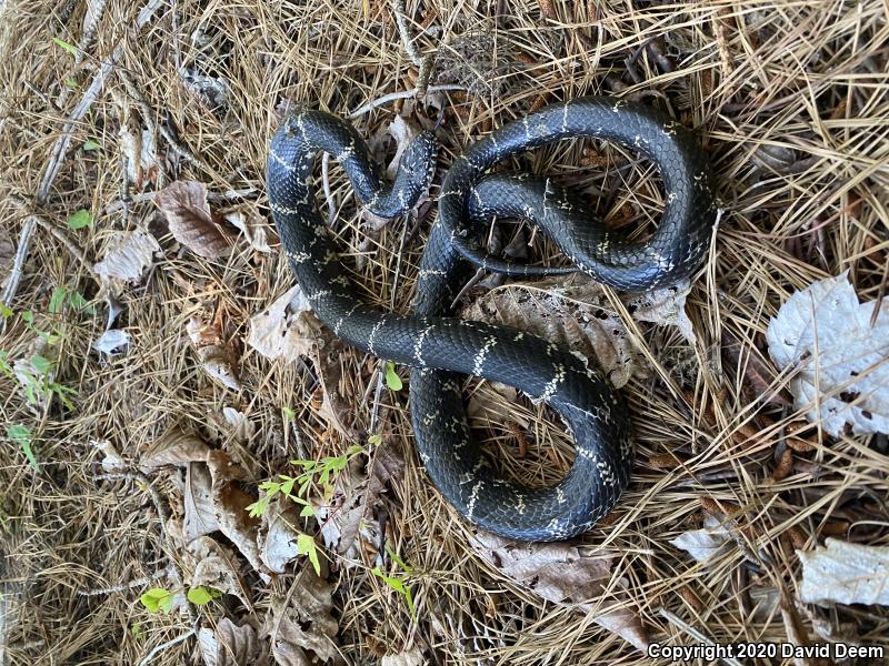 Eastern Kingsnake (Lampropeltis getula getula)