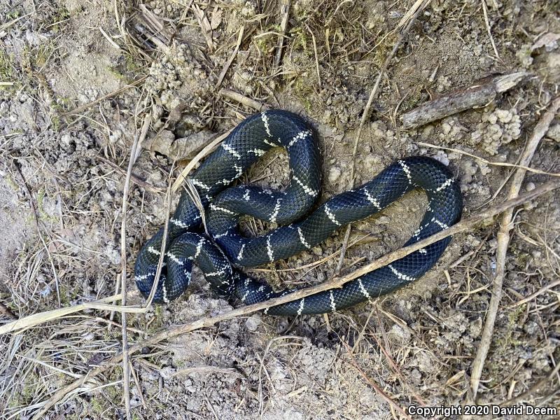 Eastern Kingsnake (Lampropeltis getula getula)