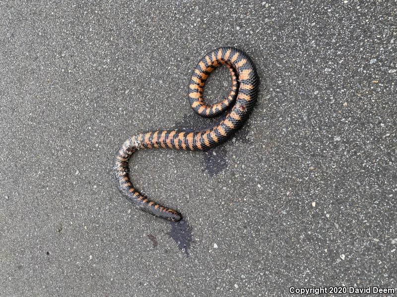 Eastern Mudsnake (Farancia abacura abacura)