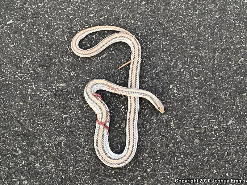 Big Bend Patch-nosed Snake (Salvadora hexalepis deserticola)