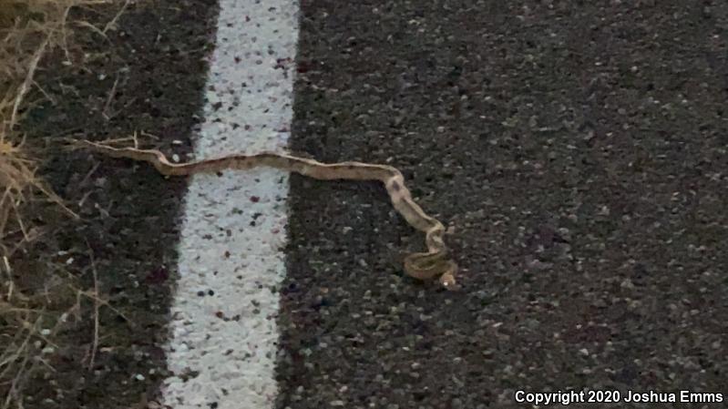 Northern Trans-Pecos Rat Snake (Bogertophis subocularis subocularis)