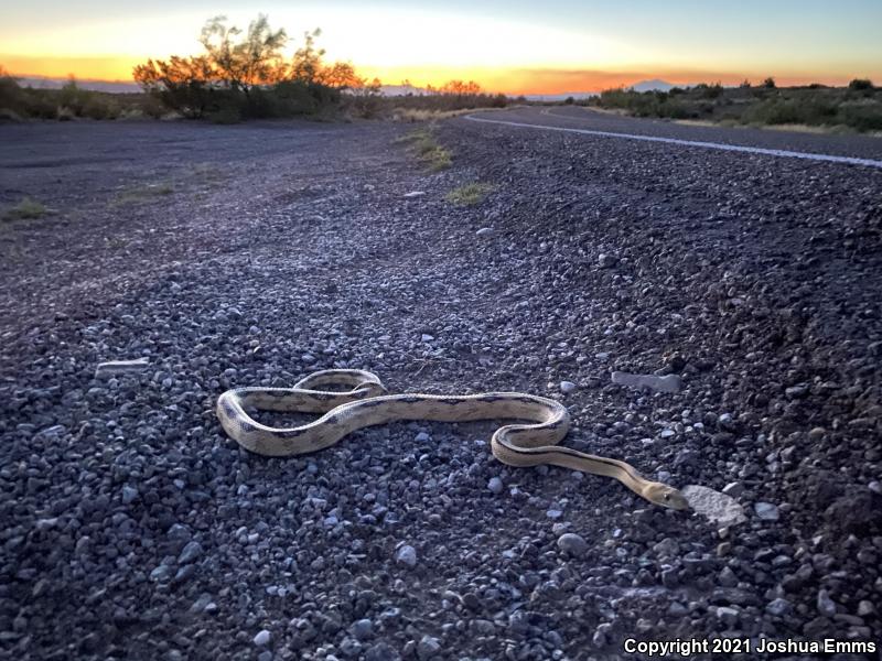 Northern Trans-Pecos Rat Snake (Bogertophis subocularis subocularis)