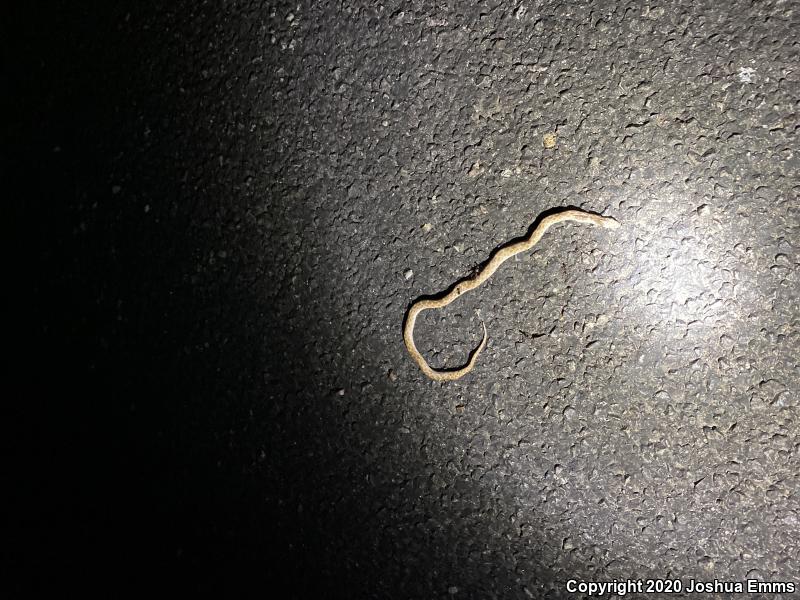 Texas Nightsnake (Hypsiglena jani texana)